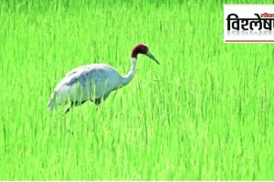 Why is the existence of stork endangered in the state of Maharashtra