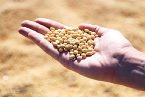 Fluctuations in Soybeans rates fall price remained below guaranteed price