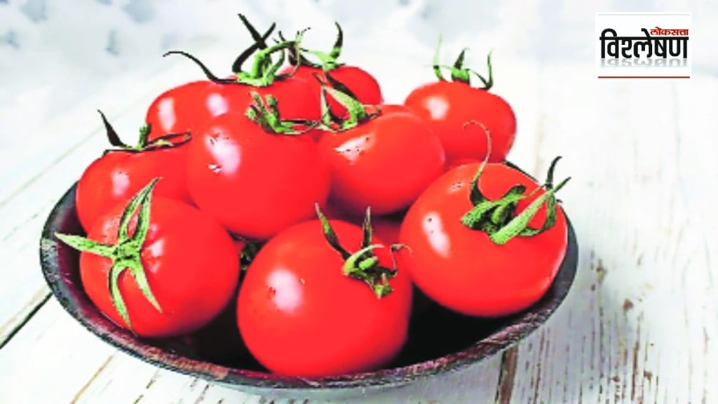 Loksatta explained Tomato production decreased due to increase in temperature bad weather