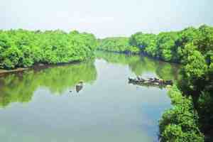 thane, Kolshet Bay Filling Case, Encroachment on Mangroves in Balkum, Encroachment on Mangroves in Kolshet, Forest Minister Sudhir mungantiwar, officials are in a round of inquiry, thane news