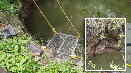 Incident in Nagpur A leopard ran after a hunter and fell into a well