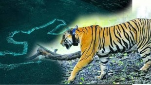 tigers died in mp graph of tiger deaths increasing in madhya pradesh
