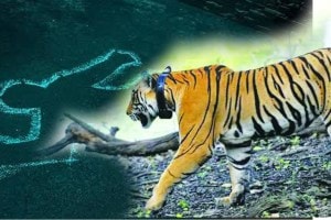 farmer killed in tiger attack
