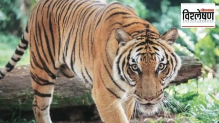 Why do most deaths in tiger attacks occur in Maharashtra