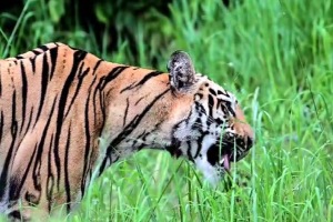 tiger eat grass, Palasgaon buffer zone,