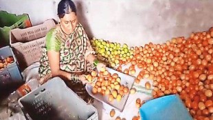 Tomato prices rise in Mumbai due to drop in arrivals