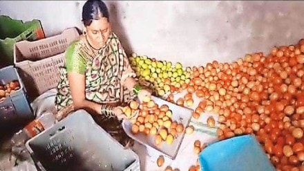 Tomato prices rise in Mumbai due to drop in arrivals
