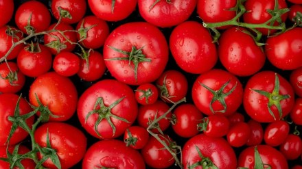 tomato prices surge over rs 70 to 80 per kg in wholesale market