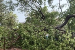 2 killed in tree fall incidents in mumbai in two consecutive days