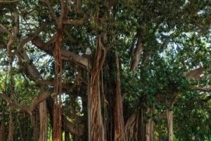 tree authority proposal for replantation of controversial trees on gangapur road