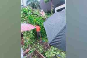 Western Railway, Western Railway Services Disrupted, Fallen Tree Between on track Prabhadevi and Dadar, Operations Resume After an Hour, Western Railway Services Disrupted due to fallen tree, Western Railway news, Mumbai news,