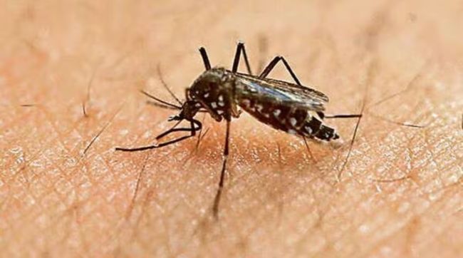 dengue, chikungunya, zika cases, Pune city, heavy rain, flood