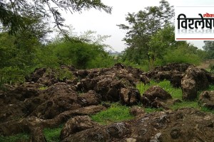 1.5 billion years old Fossils of Blue green algae in Salkhan