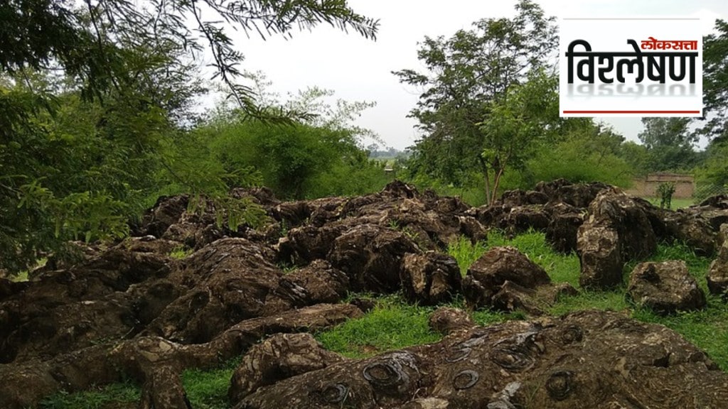 1.5 billion years old Fossils of Blue green algae in Salkhan