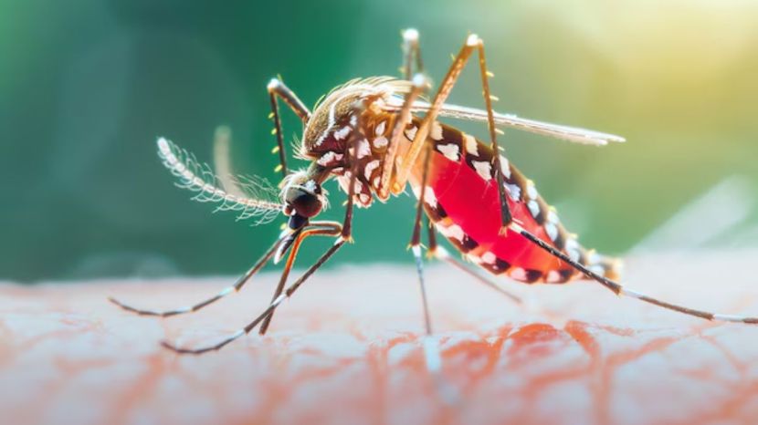 Dengue Impact On The Brain