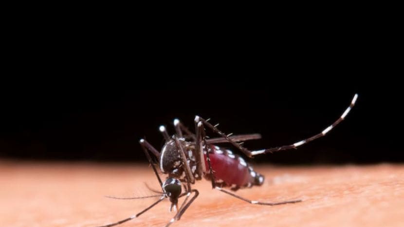 Dengue Impact On The Brain