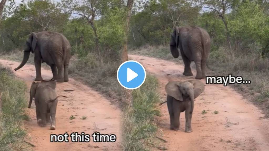 A two month old baby elephant guarding its mother