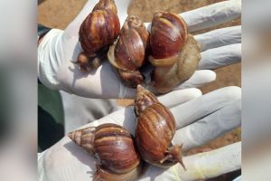 African Giant Snail which is causing havoc all over the world was found in Brahmapuri