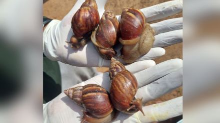 African Giant Snail which is causing havoc all over the world was found in Brahmapuri