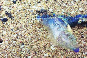 blue Bottle Jellyfish at Girgaon Chowpatty Mumbai news