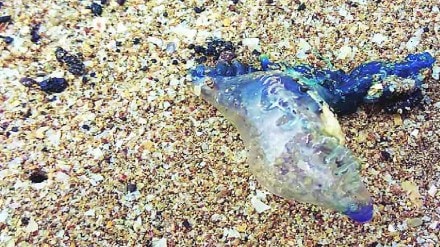 blue Bottle Jellyfish at Girgaon Chowpatty Mumbai news