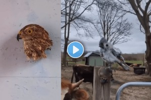 Can yo see Bird in Viral video See this magical Optical illusion