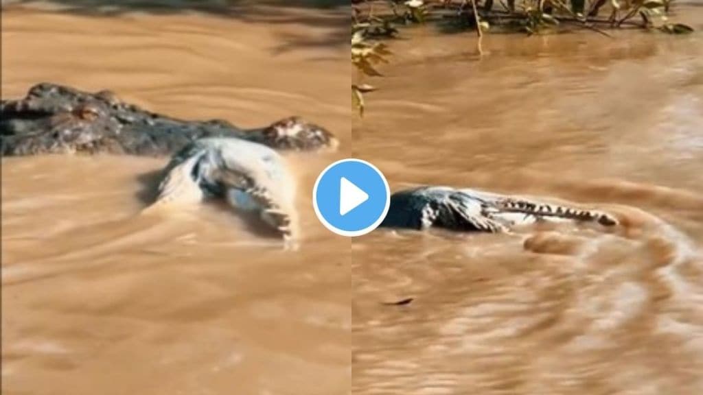 Crocodile attack on crocodile