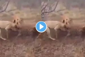 Dogs Fight with Leopard