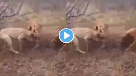 Dogs Fight with Leopard