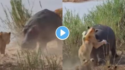 Hippo and Lion Fight Video