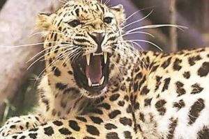 women along with grandson killed in leopard attack in Nandurbar