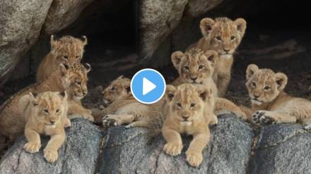 Lion Four cubs seated on a rock chilling outside their den