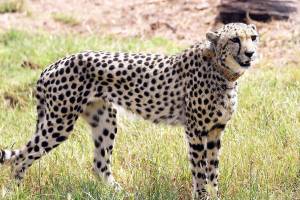 Namibian cheetah Pawan died