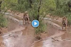 Video Shows Face Off Between Tiger & Cobra