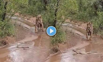 Video Shows Face Off Between Tiger & Cobra