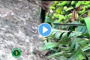 Farmers be careful while working in farms during rainy season a snake was hiding under the gras banana farm see the thrilling shocking video