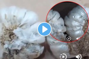 Akola Garlic Is Made From Cement Video Of Food Adulteration Goes Viral shocking video