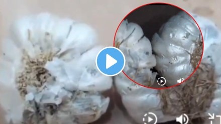 Akola Garlic Is Made From Cement Video Of Food Adulteration Goes Viral shocking video