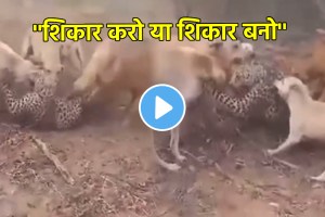 Leopard and dog Fight Dogs Fight With Leopard See Who Will Win In The War Animal shocking Video