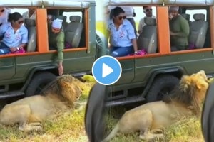 Tourists Pull The Lions Hair And Then Watch What The King Of The Jungle Does Animal Video Goes Viral