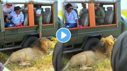 Tourists Pull The Lions Hair And Then Watch What The King Of The Jungle Does Animal Video Goes Viral