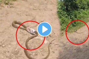 Telangana Video: Snake Struggles For 3 Hours To Free Its Head From Beer Can