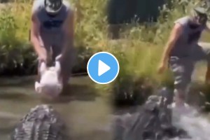 Pet crocodile attacked the owner who came to feed him video goes viral