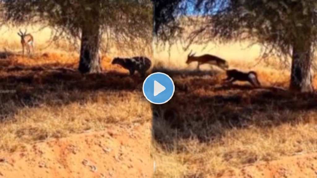 leopard fought to hunt the deer