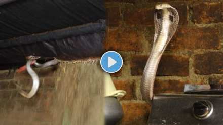 A snake lurks on the kitchen ceiling Seeing