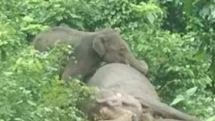 Elephant's baby mourns after mother's death