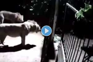 Two lions trying to attack a dog running with the speed