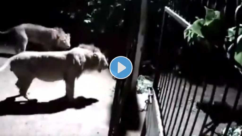 Two lions trying to attack a dog running with the speed