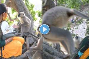 The monkey attacked the girl