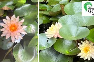 Water lily, Characteristics of Water lily,